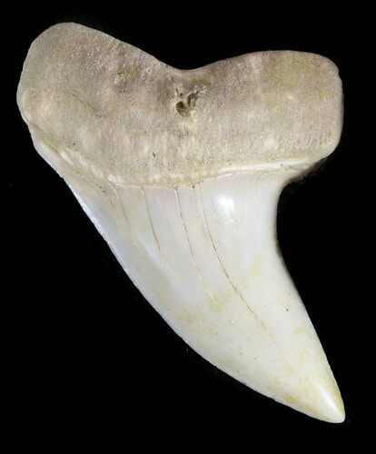 Mako Shark Tooth Fossil - Sharktooth Hill, CA #46774